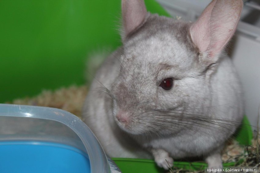 Мои шиншиллы — Болталка и разговоры обо всем: жизнь