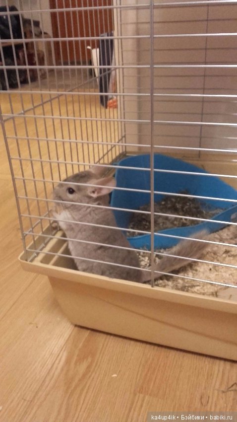 Мои шиншиллы — Болталка и разговоры обо всем: жизнь