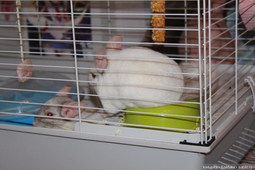 Мои шиншиллы — Болталка и разговоры обо всем: жизнь