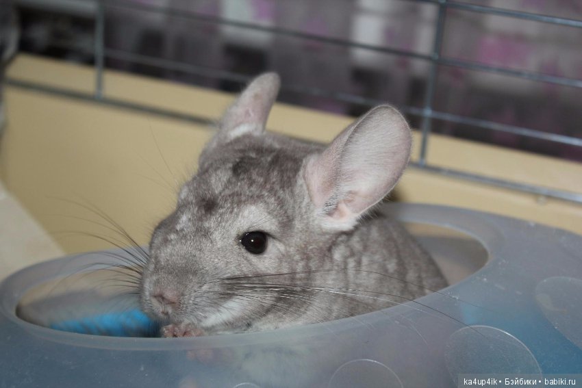 Мои шиншиллы — Болталка и разговоры обо всем: жизнь (фото 5)