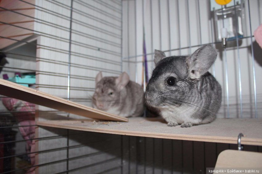 Мои шиншиллы — Болталка и разговоры обо всем: жизнь