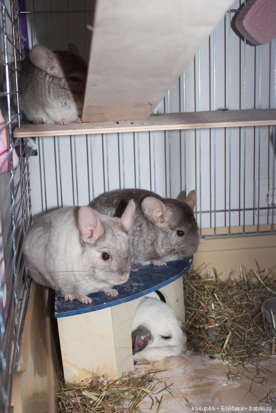 Мои шиншиллы — Болталка и разговоры обо всем: жизнь (фото 2)