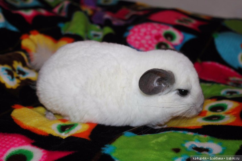 Мои шиншиллы — Болталка и разговоры обо всем: жизнь