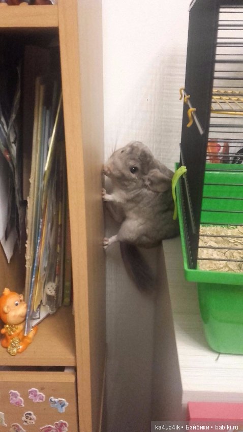 Мои шиншиллы — Болталка и разговоры обо всем: жизнь