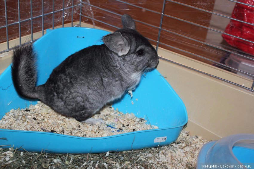 Мои шиншиллы — Болталка и разговоры обо всем: жизнь