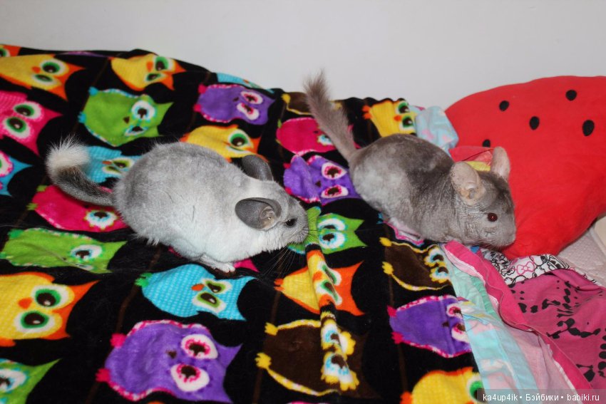 Мои шиншиллы — Болталка и разговоры обо всем: жизнь