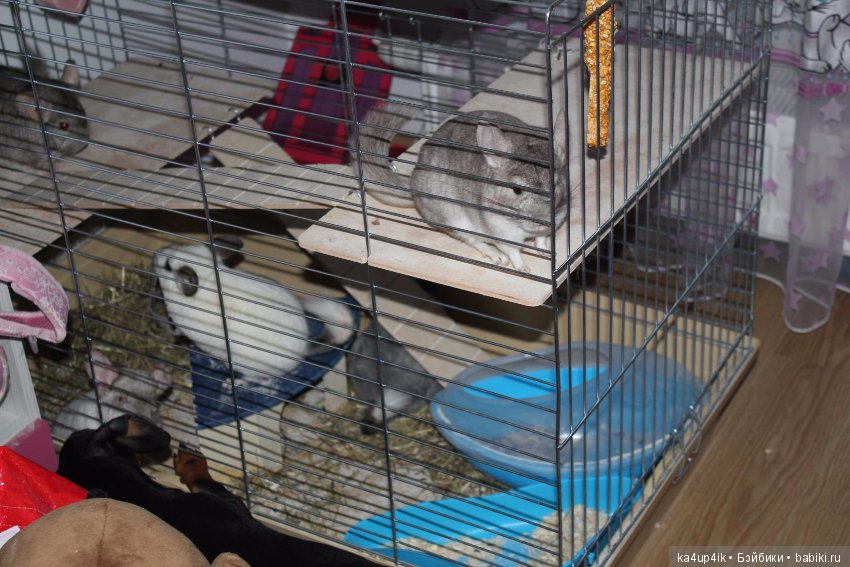 Мои шиншиллы — Болталка и разговоры обо всем: жизнь