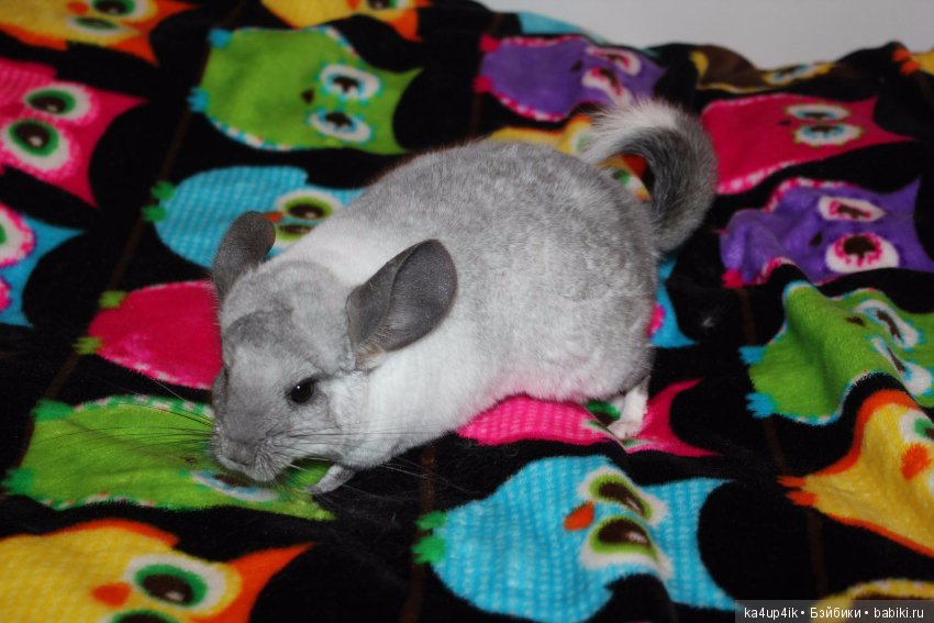 Мои шиншиллы — Болталка и разговоры обо всем: жизнь (фото 9)