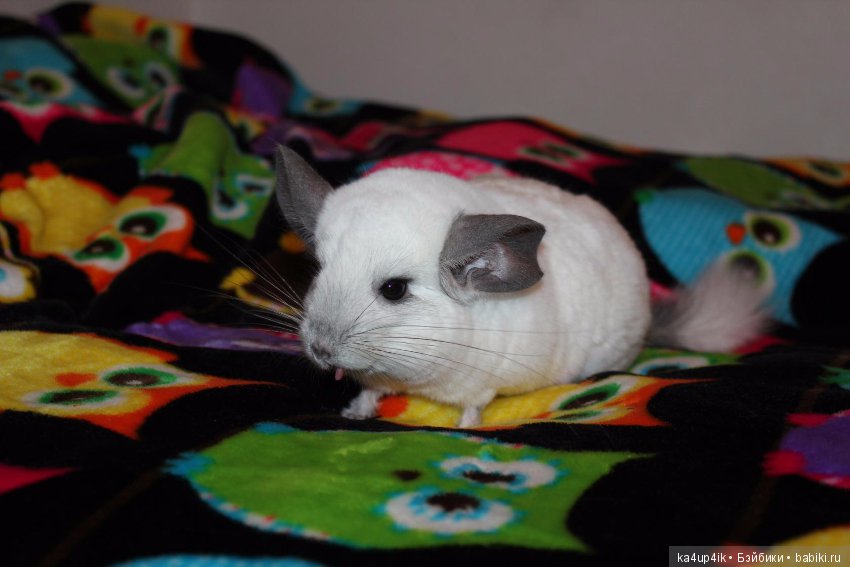 Мои шиншиллы — Болталка и разговоры обо всем: жизнь