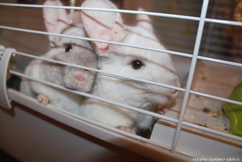 Мои шиншиллы — Болталка и разговоры обо всем: жизнь