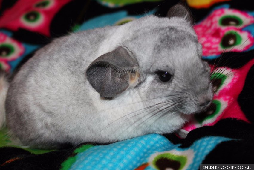 Мои шиншиллы — Болталка и разговоры обо всем: жизнь