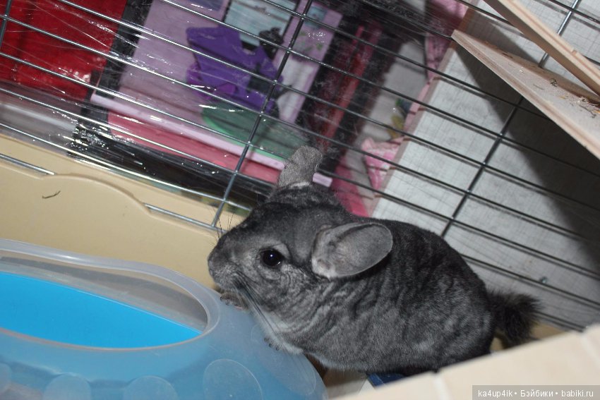 Мои шиншиллы — Болталка и разговоры обо всем: жизнь