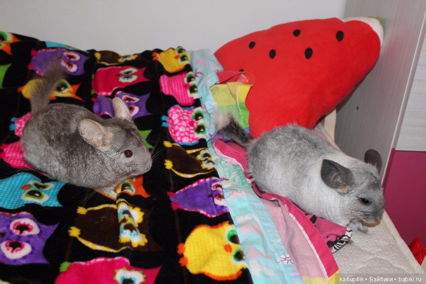 Мои шиншиллы — Болталка и разговоры обо всем: жизнь