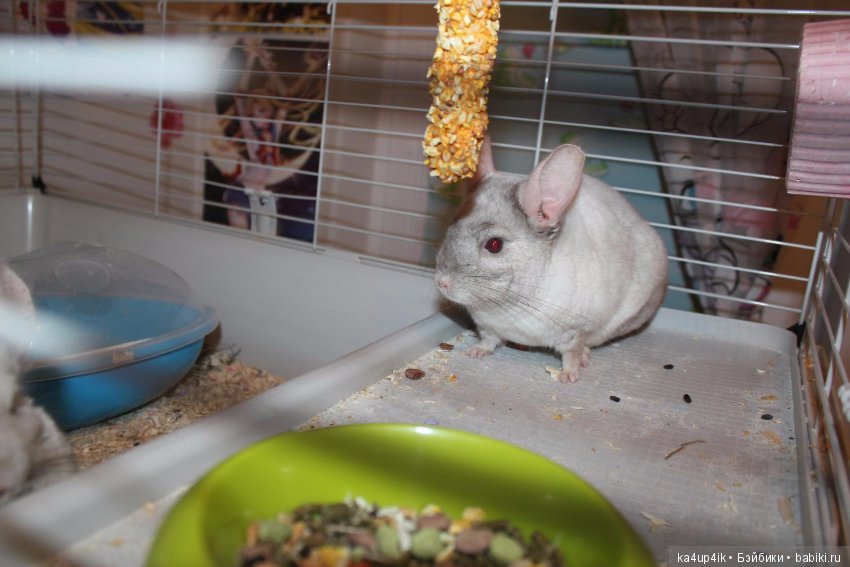 Мои шиншиллы — Болталка и разговоры обо всем: жизнь