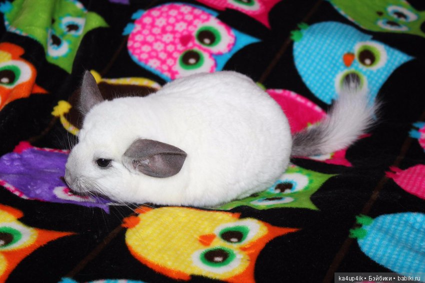 Мои шиншиллы — Болталка и разговоры обо всем: жизнь