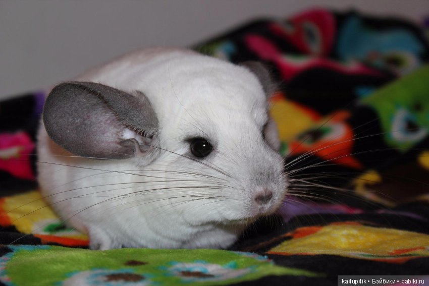 Мои шиншиллы — Болталка и разговоры обо всем: жизнь