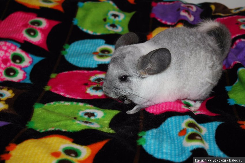 Мои шиншиллы — Болталка и разговоры обо всем: жизнь (фото 8)