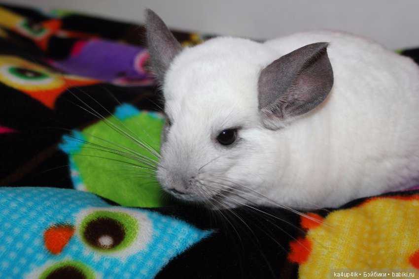 Мои шиншиллы — Болталка и разговоры обо всем: жизнь