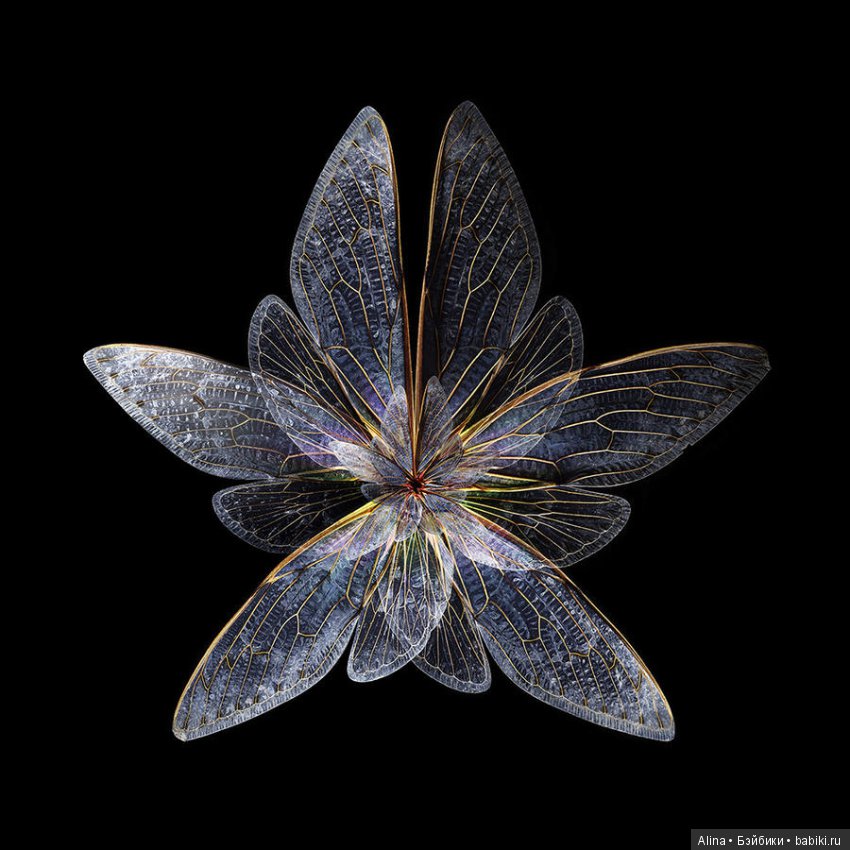 Яркие цветы из крыльев бабочек (фото 5)