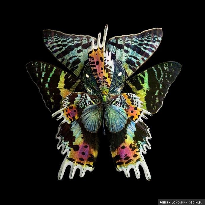 Яркие цветы из крыльев бабочек (фото 4)