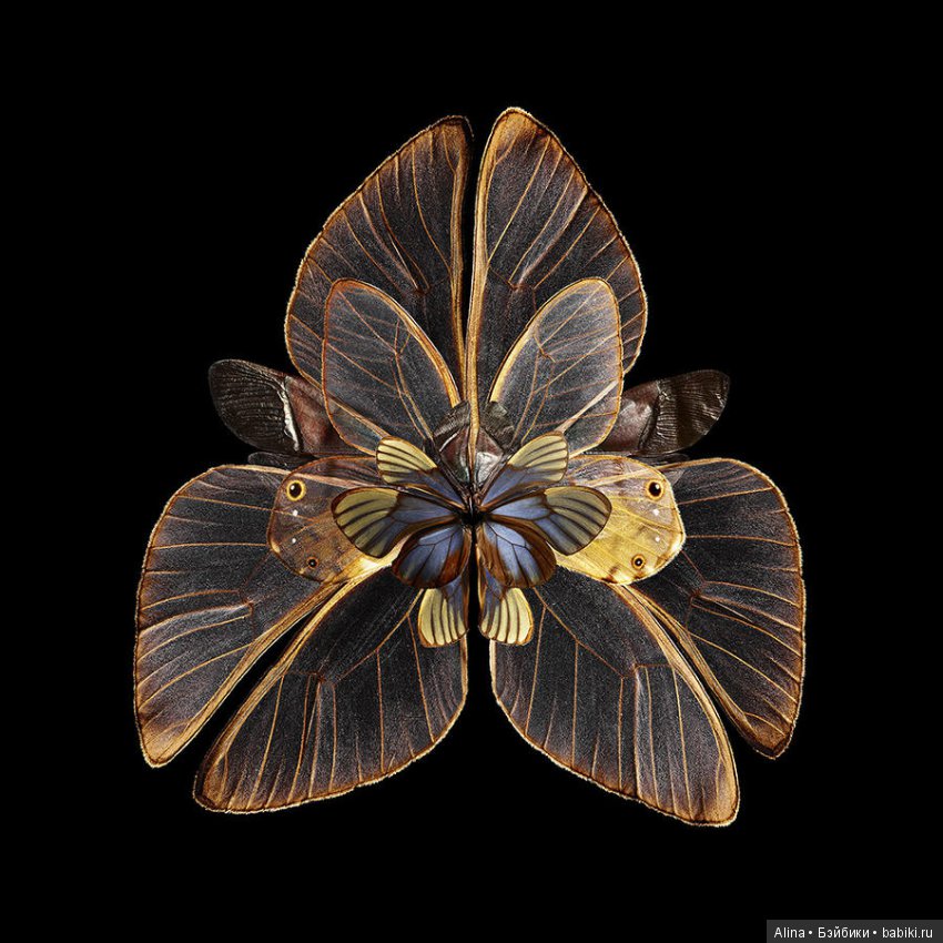 Яркие цветы из крыльев бабочек (фото 8)
