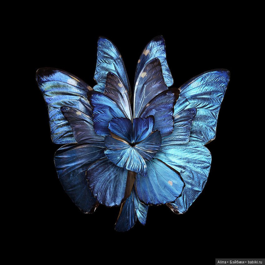 Яркие цветы из крыльев бабочек (фото 10)