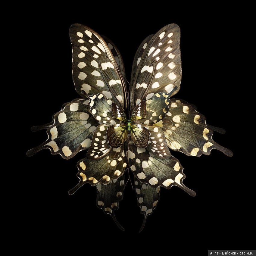 Яркие цветы из крыльев бабочек (фото 7)