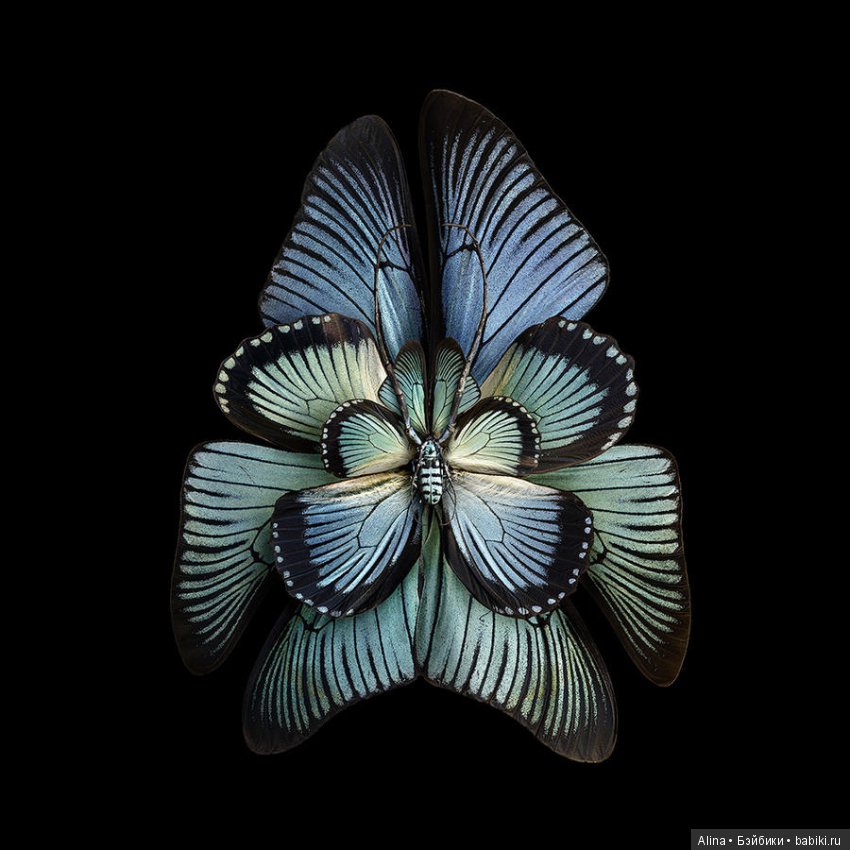 Яркие цветы из крыльев бабочек (фото 2)