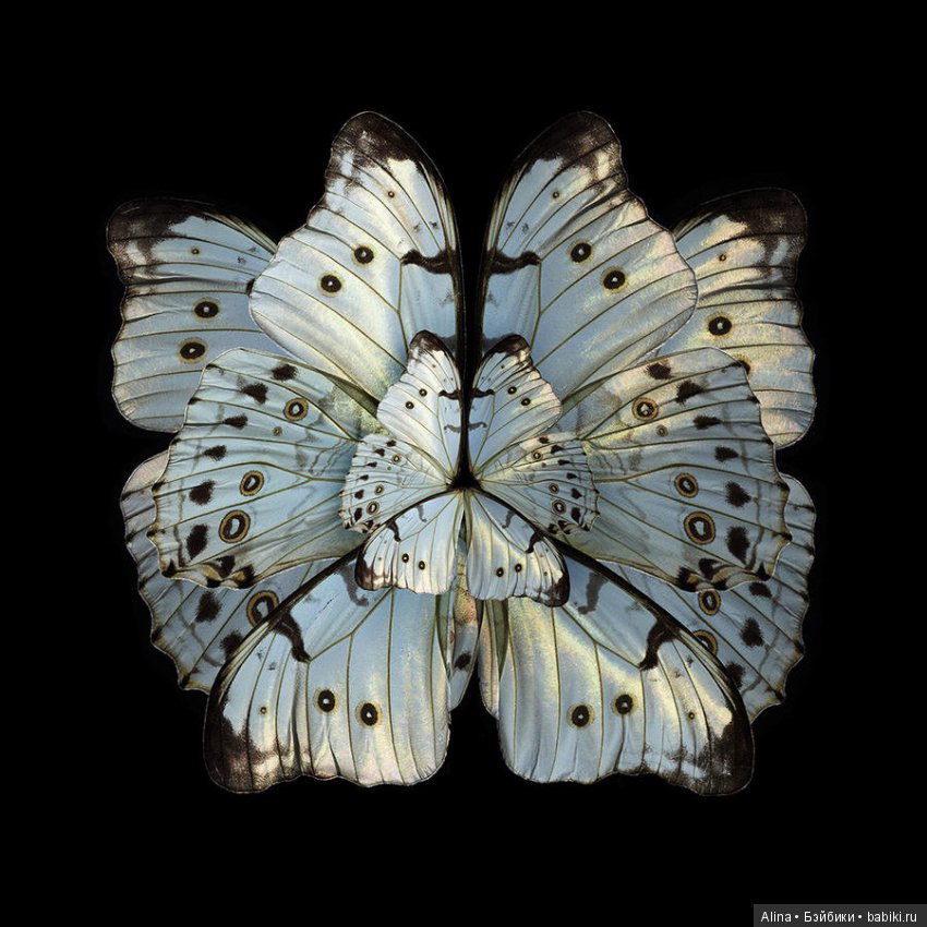 Яркие цветы из крыльев бабочек (фото 9)