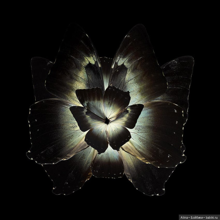 Яркие цветы из крыльев бабочек