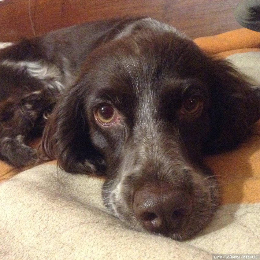 В догонку Новому году — Домашние фото авторских игрушек: Тедди