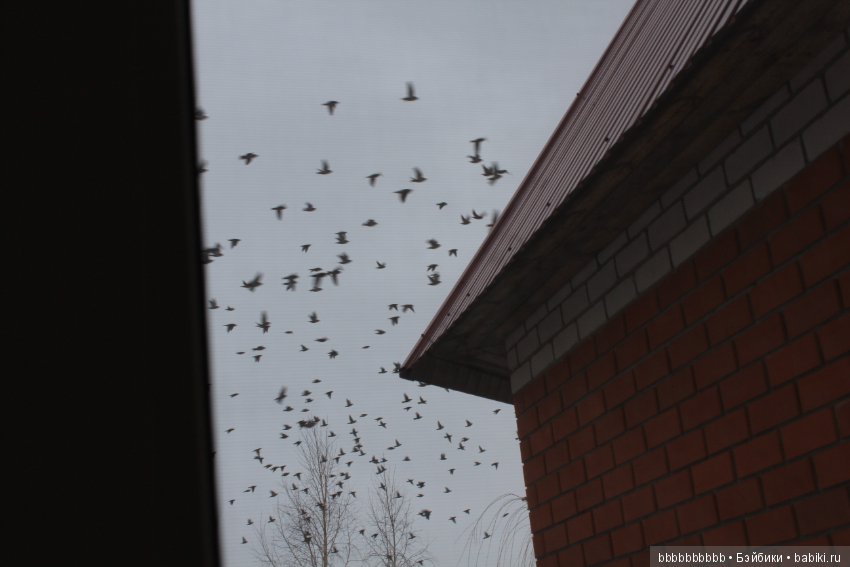 Много птичек прилетело -прямо в первый день весны