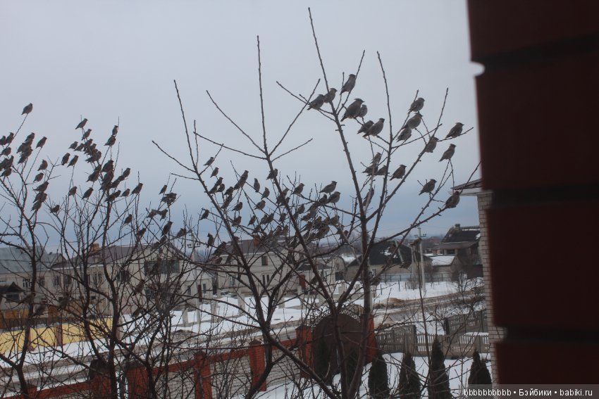 Много птичек прилетело -прямо в первый день весны (фото 5)