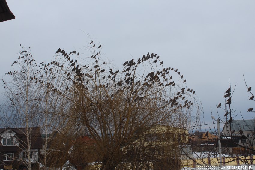 Много птичек прилетело -прямо в первый день весны (фото 4)