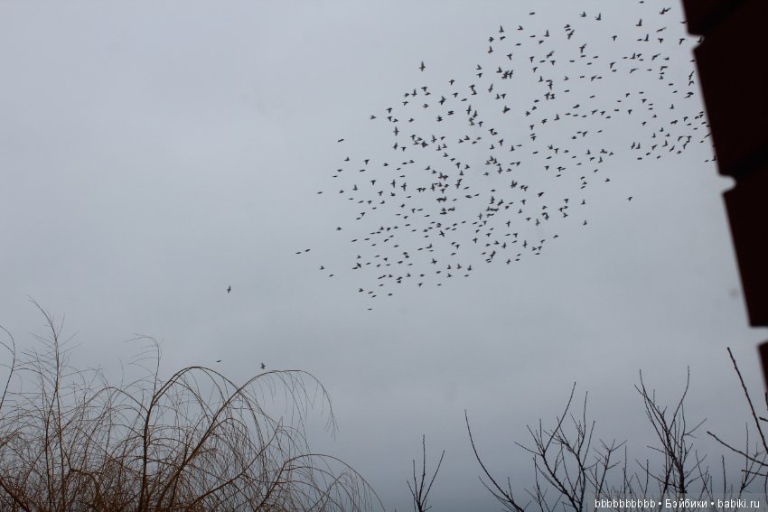 Много птичек прилетело -прямо в первый день весны