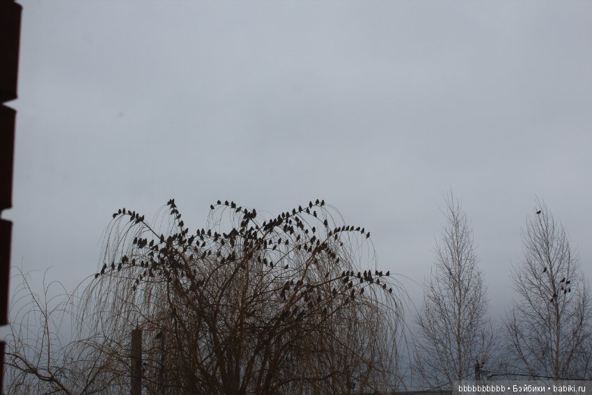 Много птичек прилетело -прямо в первый день весны