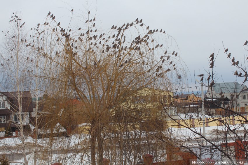 Много птичек прилетело -прямо в первый день весны (фото 9)