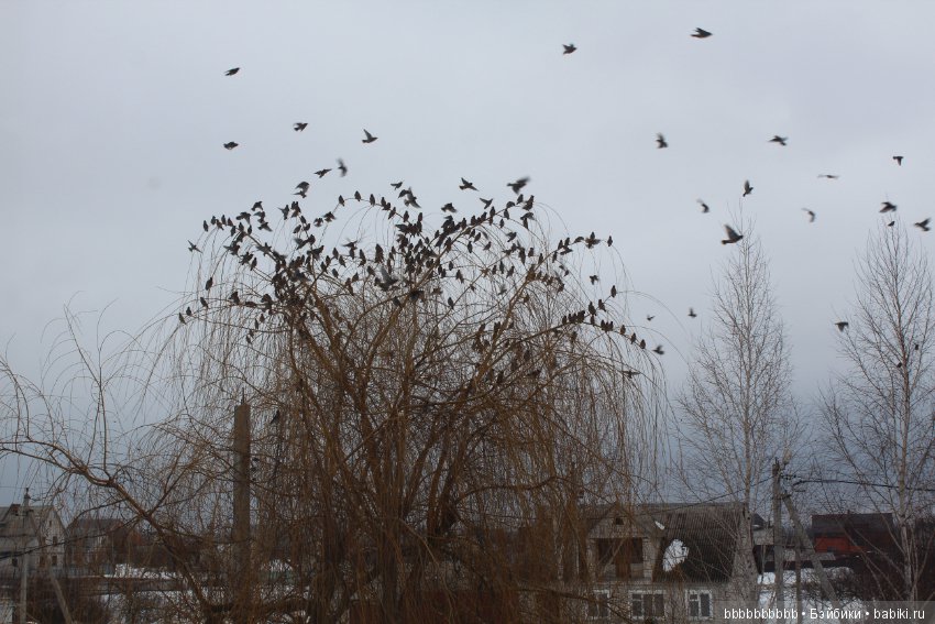 Много птичек прилетело -прямо в первый день весны