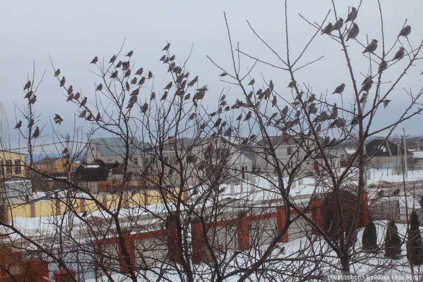Много птичек прилетело -прямо в первый день весны (фото 10)