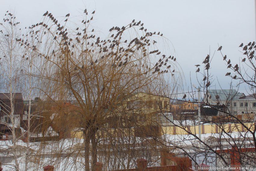 Много птичек прилетело -прямо в первый день весны (фото 6)