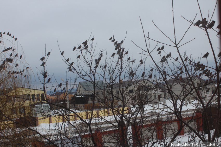 Много птичек прилетело -прямо в первый день весны