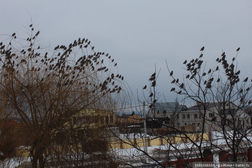 Много птичек прилетело -прямо в первый день весны (фото 3)
