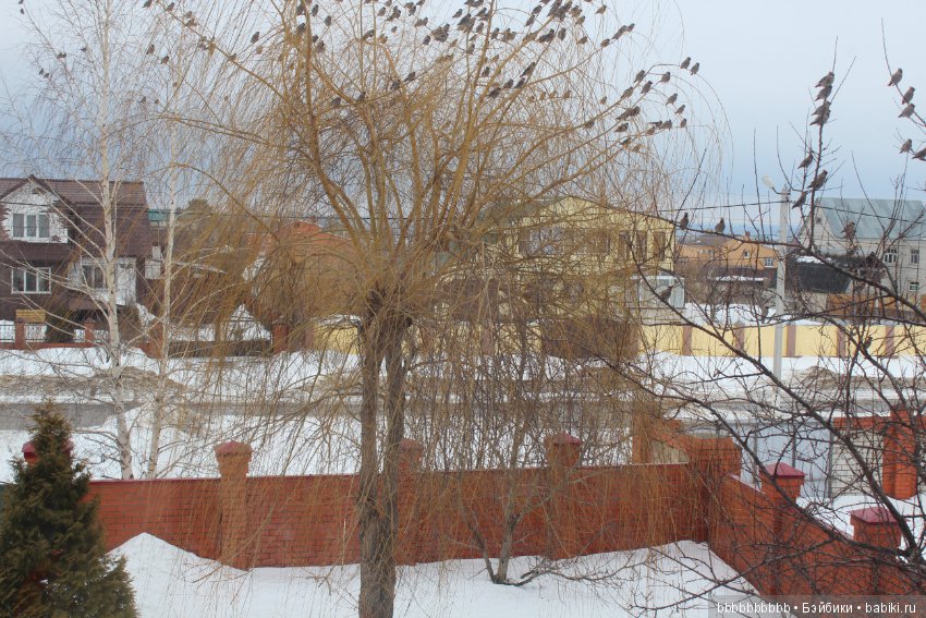 Много птичек прилетело -прямо в первый день весны (фото 7)