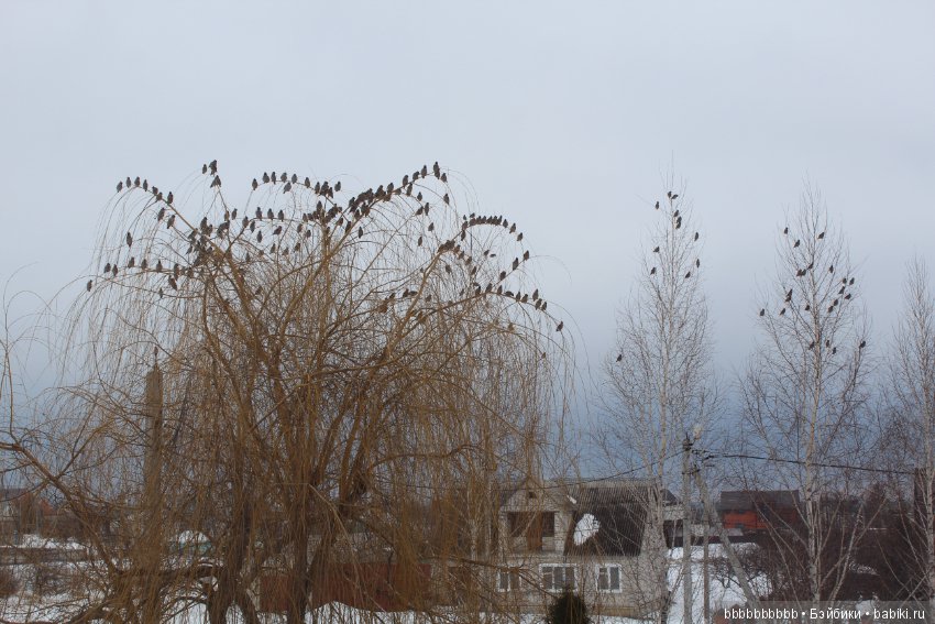 Много птичек прилетело -прямо в первый день весны