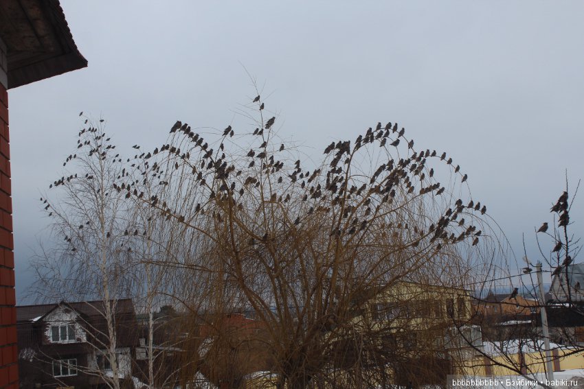Много птичек прилетело -прямо в первый день весны (фото 2)