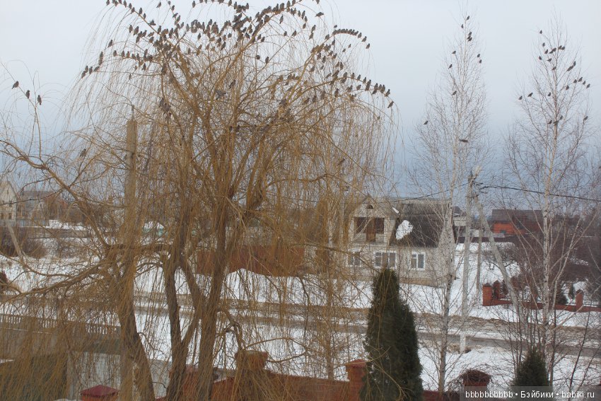 Много птичек прилетело -прямо в первый день весны