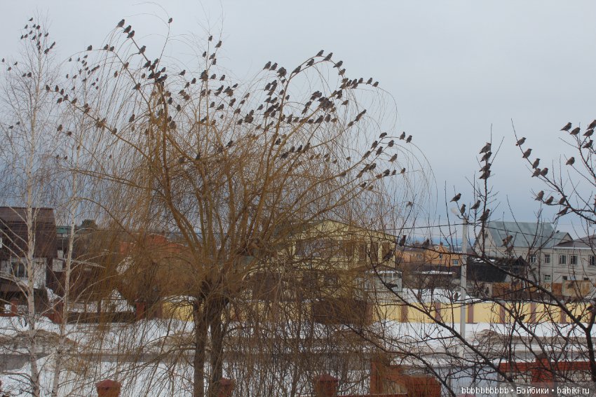 Много птичек прилетело -прямо в первый день весны (фото 8)