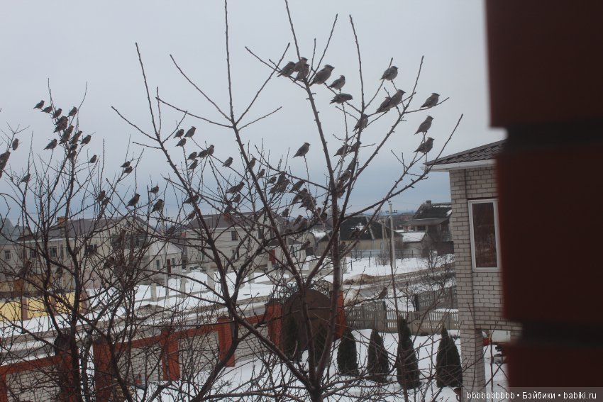 Много птичек прилетело -прямо в первый день весны