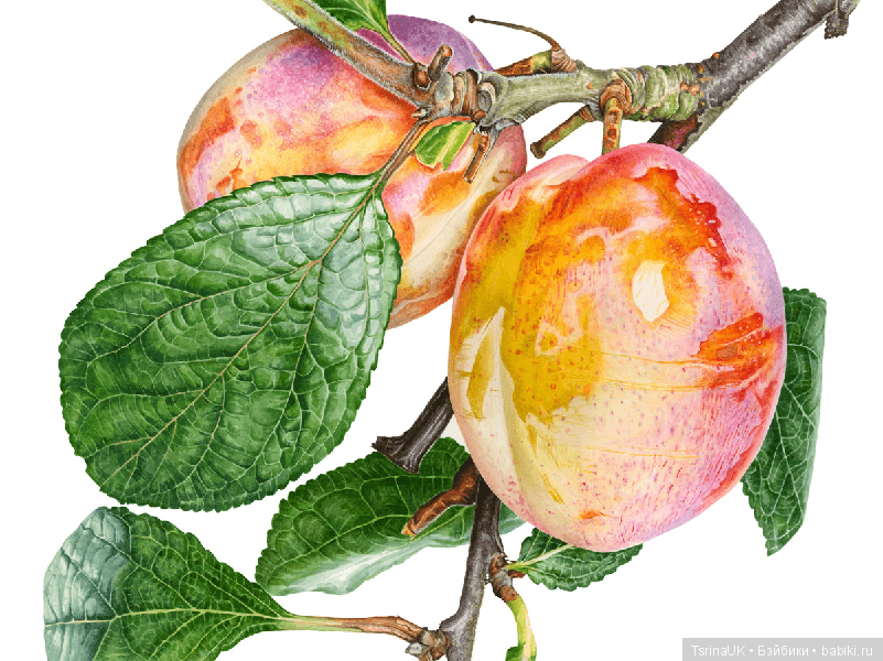 Волшебные ботанические иллюстрации — Anna Mason