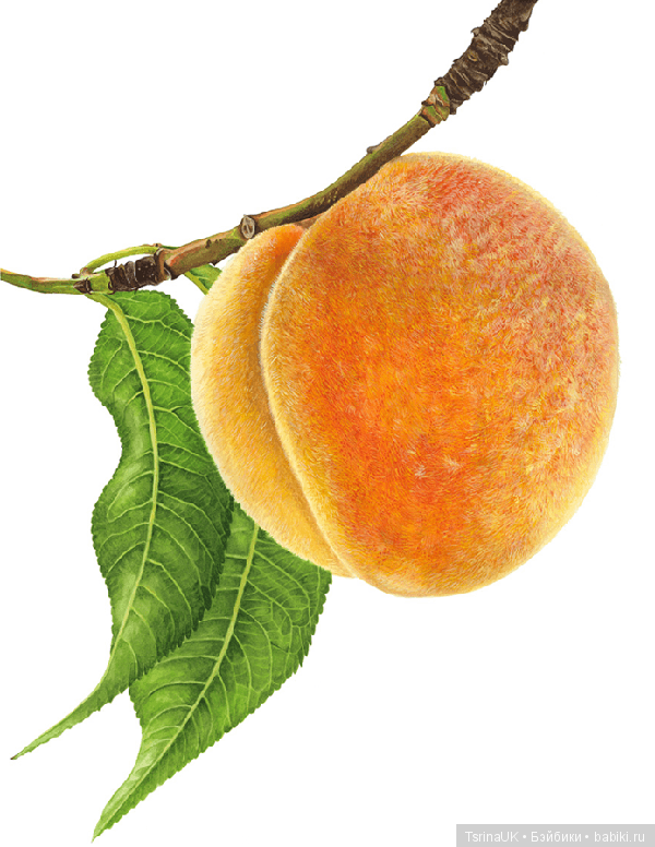 Волшебные ботанические иллюстрации — Anna Mason (фото 9)